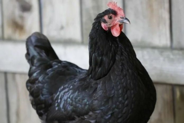 Чёрная курица. Белая курица. Чёрные куры. Белые куры