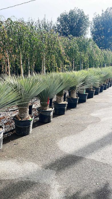 Yucca si palmieri calitate extra