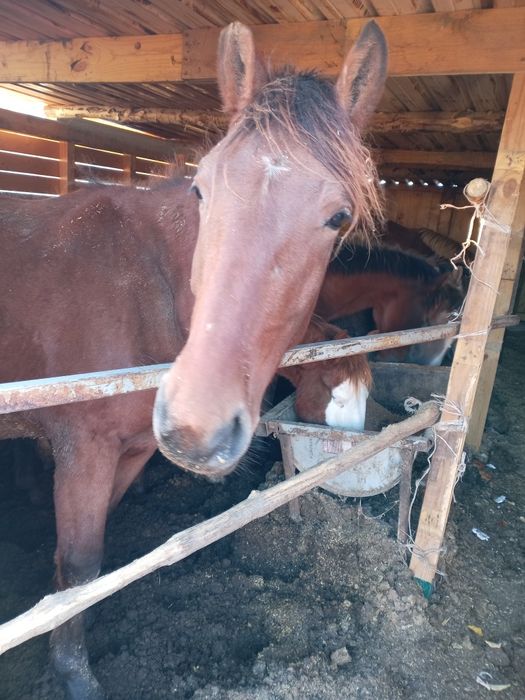 Соғымға Тай, Құнан, Бие сатылады