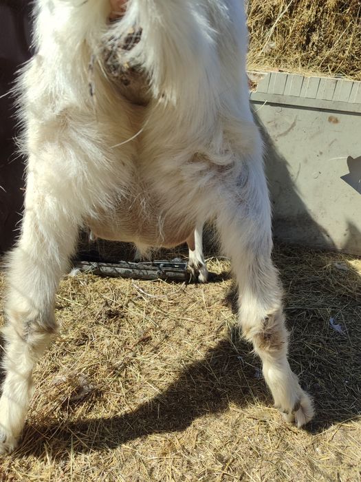 Коза дойная первокотка