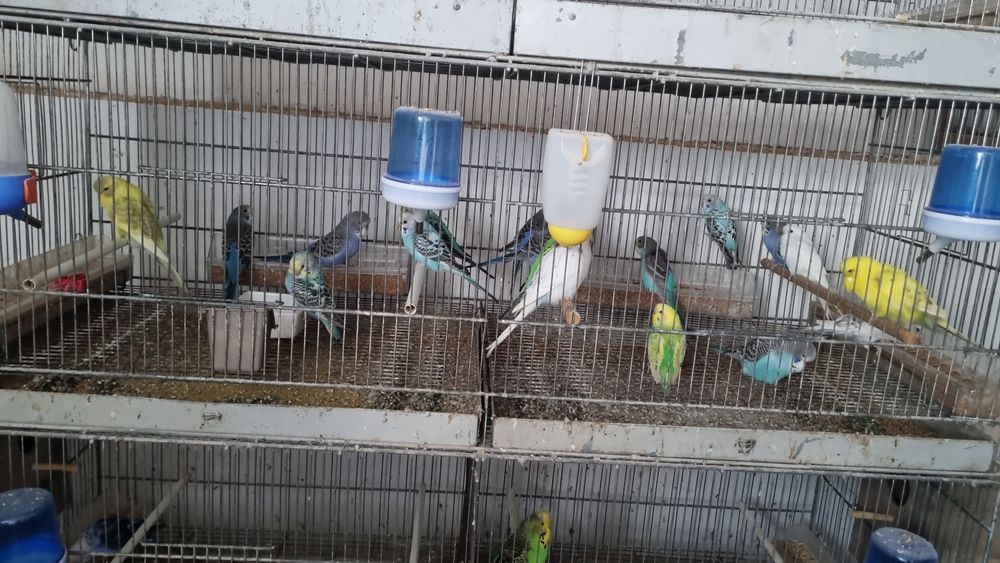 PAPAGAL Perus /Peruşi Standard ,Comuni 100 perechea