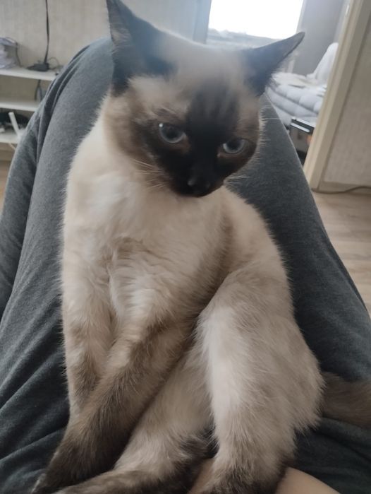 Ищем мужа для кошечки