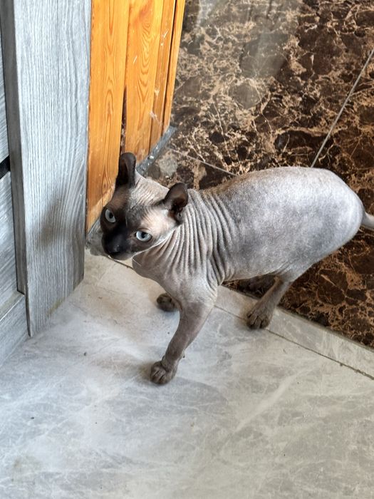 Кошка Сфинкс Эльф Канадский