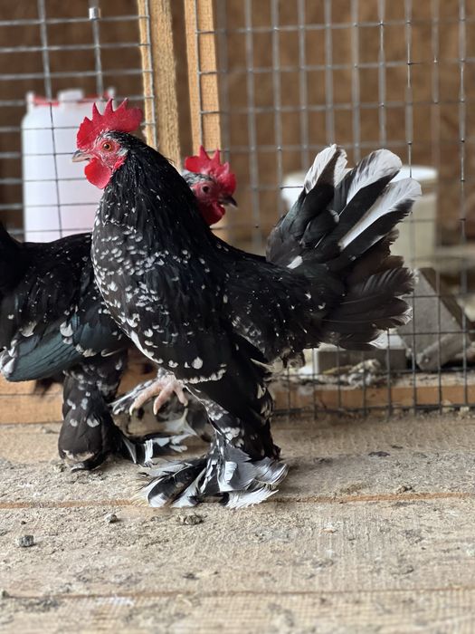 Cocosi din rasa Mii de flori de vanzare - negru bobat si portelan