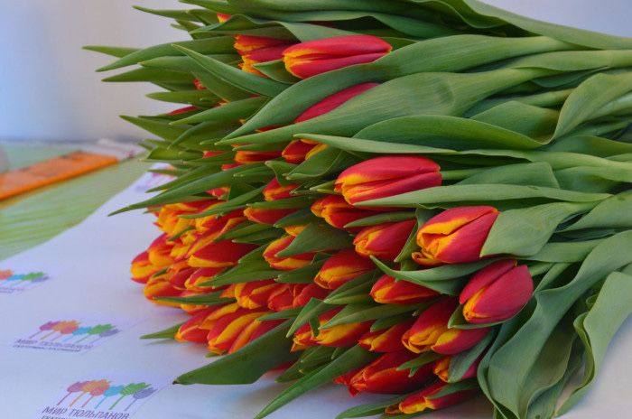 Тюльпаны к 8 марта !