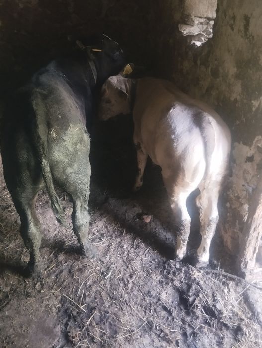 Doi vitei de vanzare