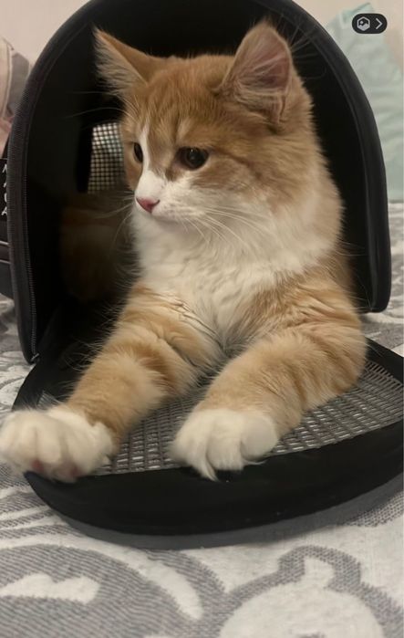 Отдам кошку в добрые руки