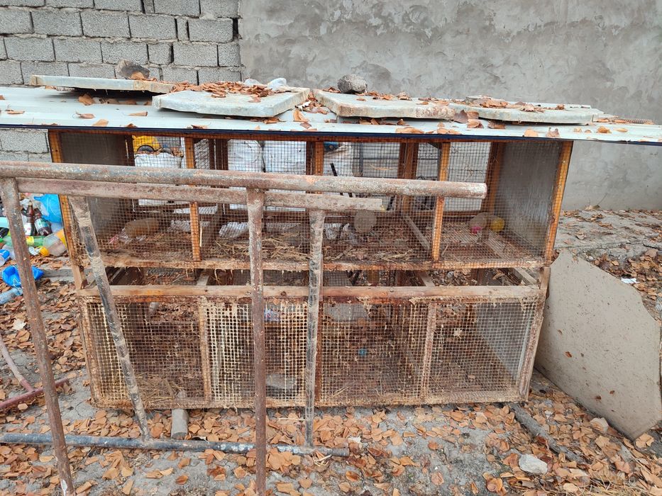 Katak tayor quyon uchun