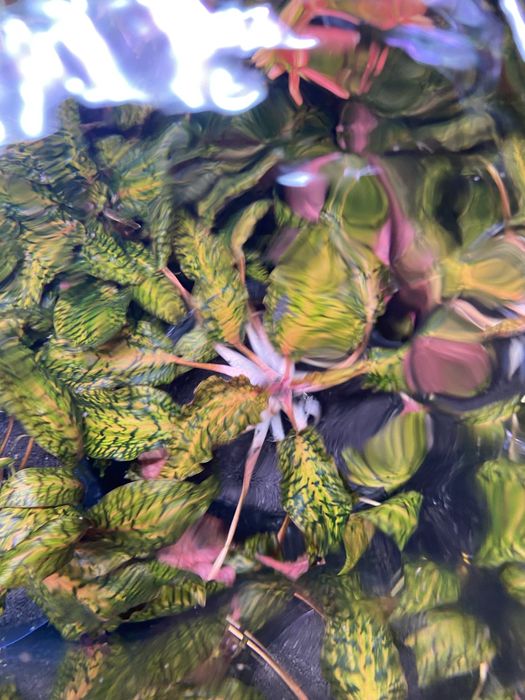 Planta pentru acvariu Cryptocoryne Nurii cu substrat