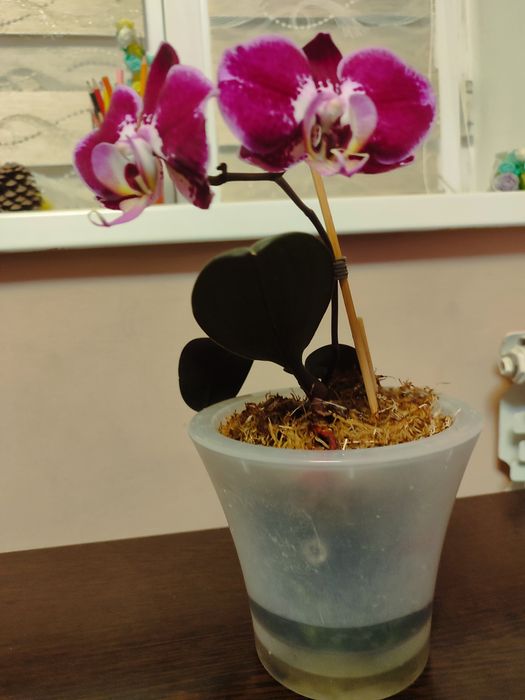 Обмен. Орхидея фаленопсис.