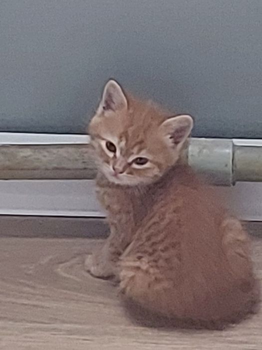Отдаём котят в добрые руки