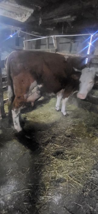 Vand vaci de lapte forte bune 6 si 7 ani vacile sunt  forte cumit ubla