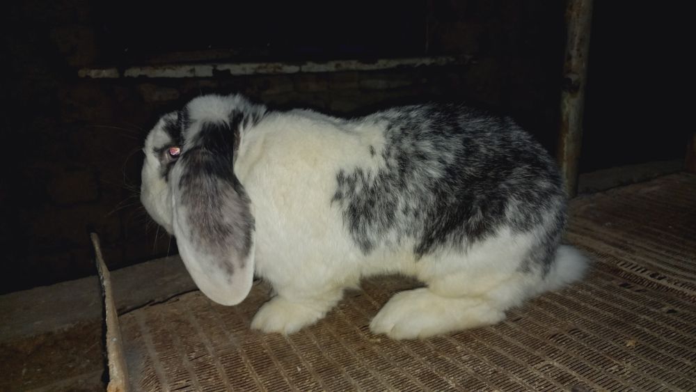 Fransuzki Baranlar sotiladi