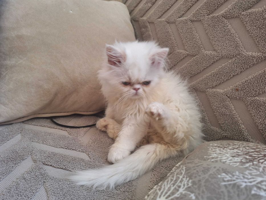 Персийски котенца