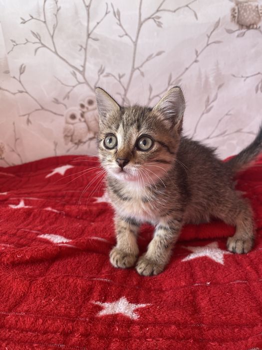 Котенок ищет добрые руки