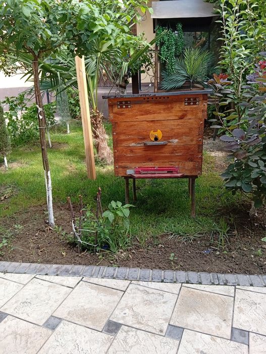 Асал ари ини холати яхши