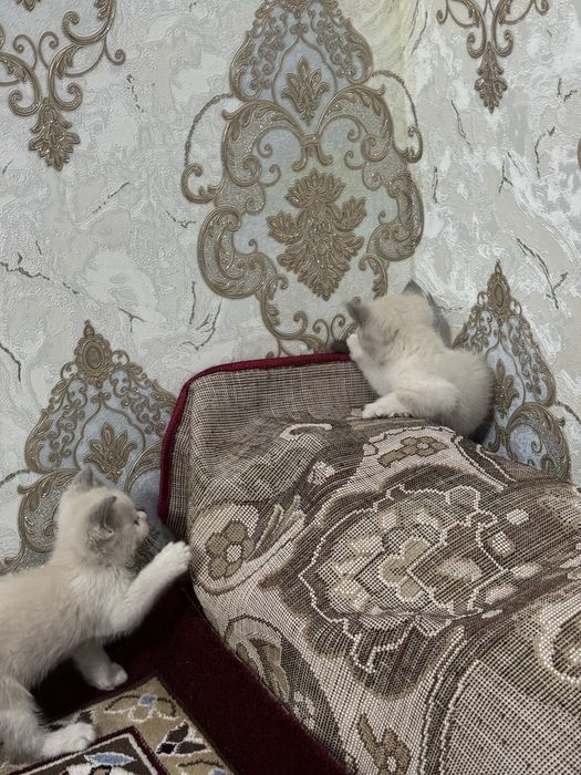 Срочно Продается Котята
