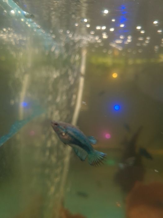 Vând Betta splendens crown tail albastru