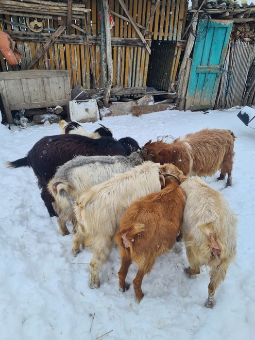 Vând șase capre.