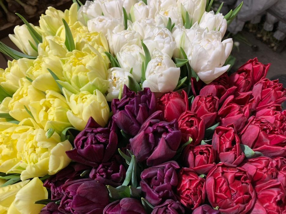 Голландские тюльпаны