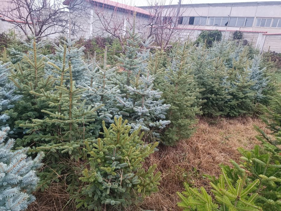 Сребрист смърч  и обк. Ела