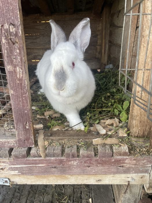 Vand o iepuroaica fi un iepuroi