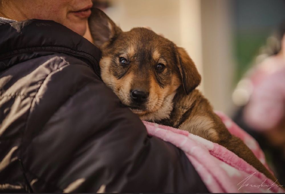 Търсят се осиновители за кучета бебета!