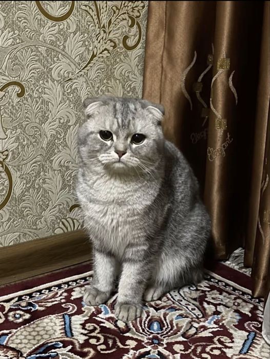 Vyazka Shatlandiskiy Fold nasil olishga zor serebrenskiy fold
