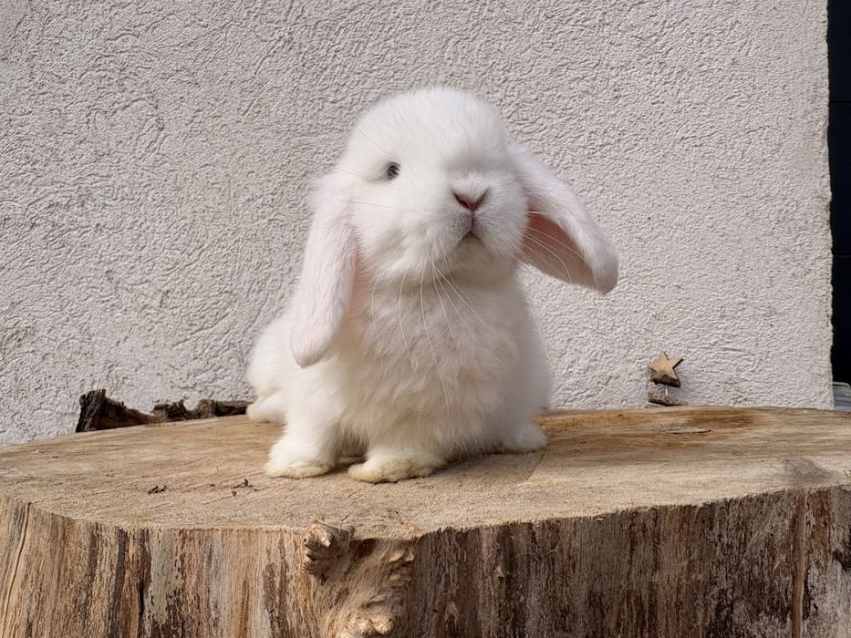 Iepuri pitici de companie Mini Lop/ Berbec pitic