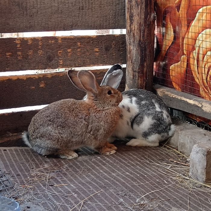 Продам случиных кролих