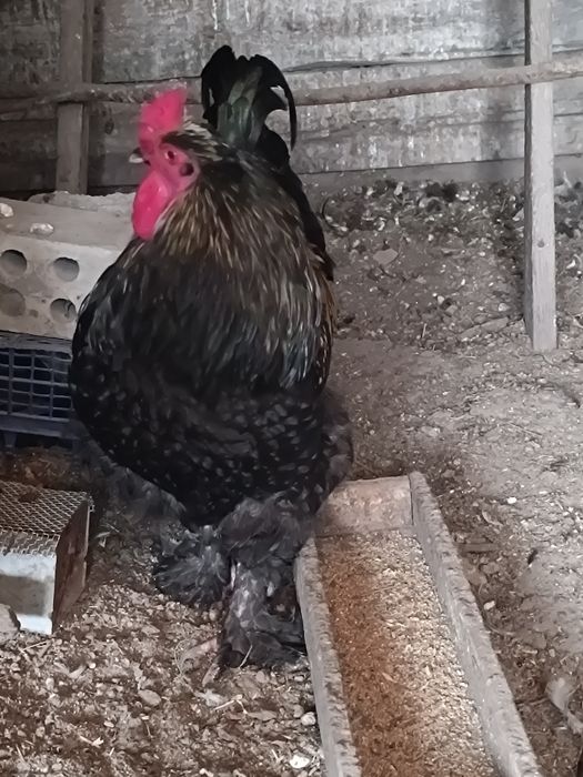 Петух.          .