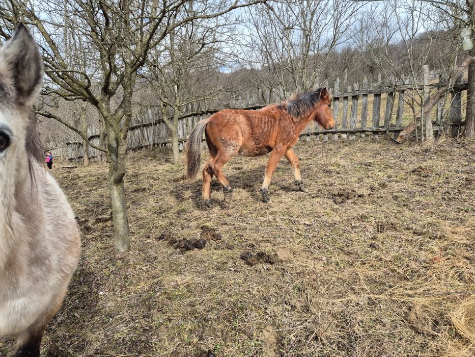 Iapă semigrea și mânz