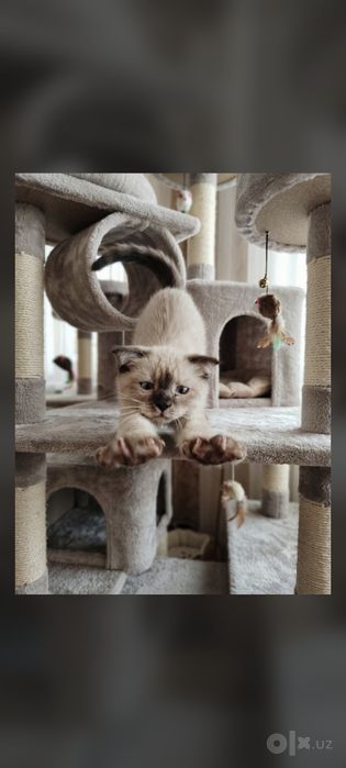 Сиамские котята, девочки