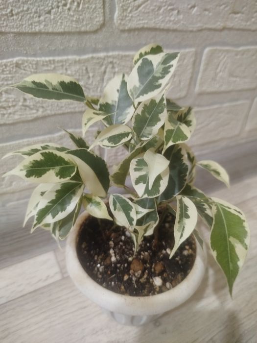 Продам Фикус бенжамин