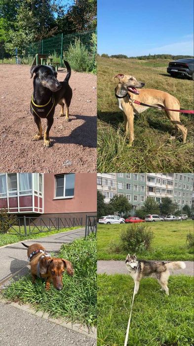 Передержка, зооняня для домашних животных