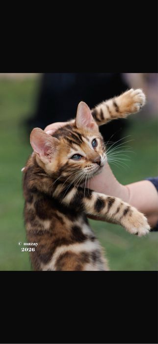 Бенгальская кошка премиум класса !!!