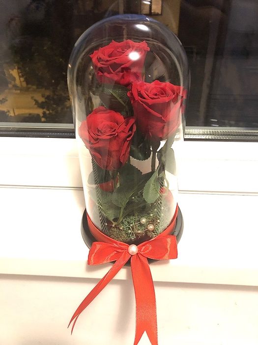 3 criogenati in cupola de sticla inaltime 25 cm pret 250 lei