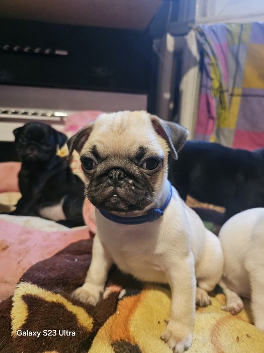 Мопсо детки мопсики