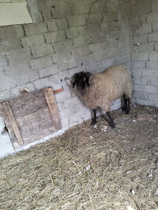 Vând oi de rasatinere