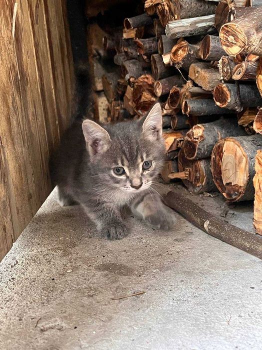 Отдам котенка в хорошие руки