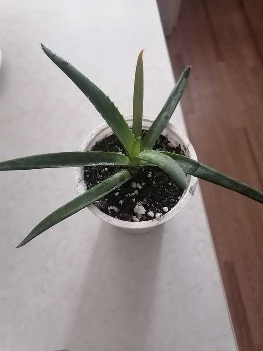 Алоэ вера растение