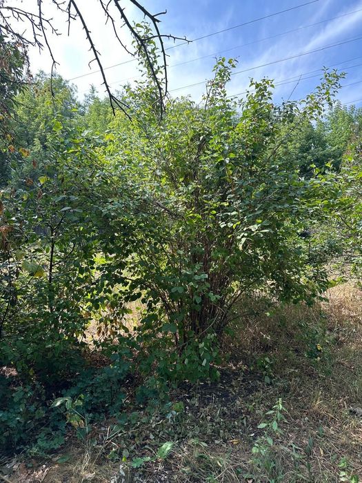 Продам дачный участок 12 соток