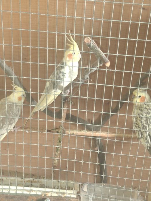 Папугаи карелла мрамор