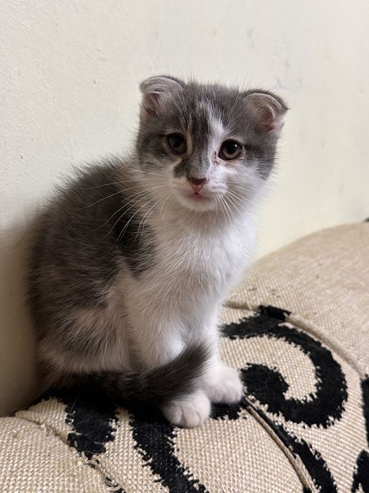 Вислоухий котенок