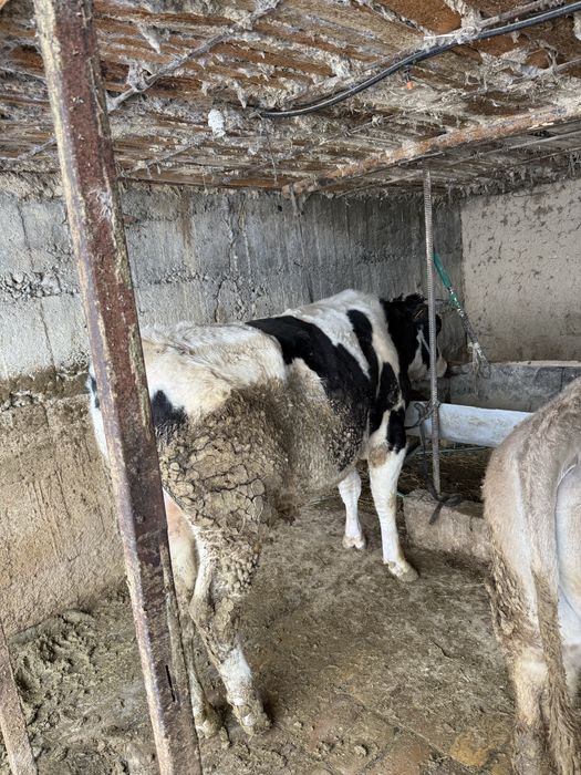 Племенной бык Галштейн