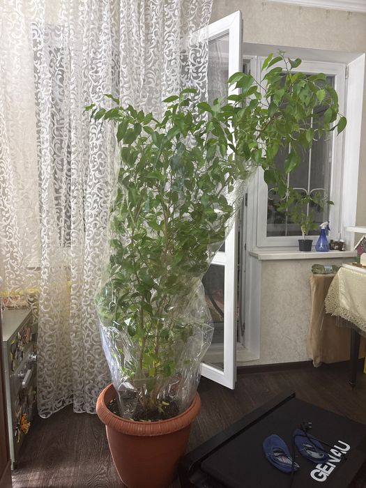 Фикус бенджамина. 170 см
