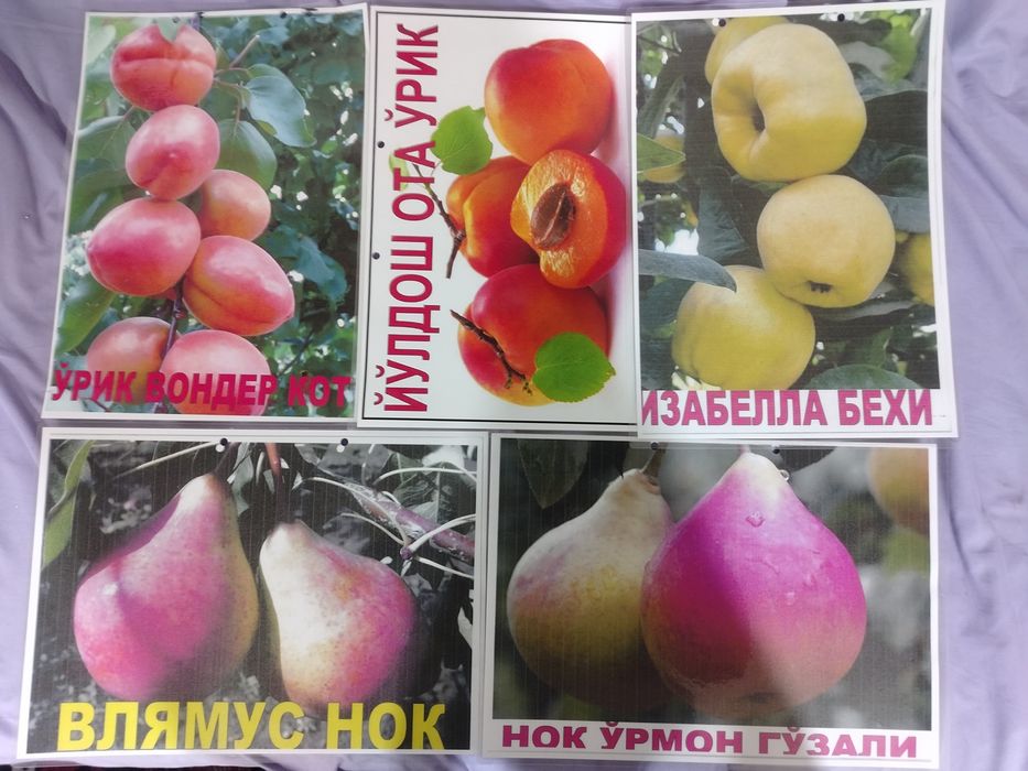 Саженцы. Мевалий кучатлар дехконларидан оптом