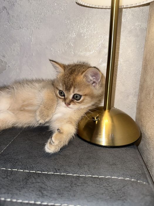 Золотая шиншила 1.5 месяца котенок договорная