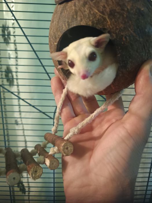 Sugar glider (veverița zburătoare, planor de zahar)