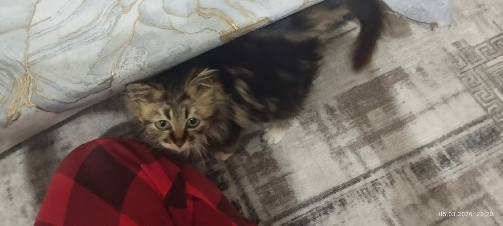 Котенок маленький